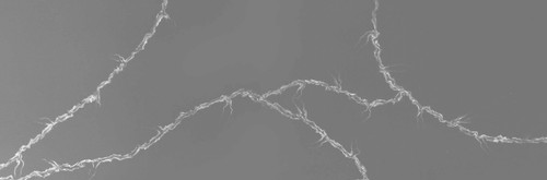 کورین فرمینو fo_602 sanjani