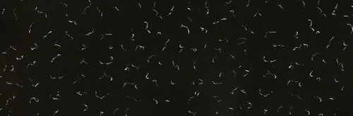 کورین فرمینو fo_527 black bird