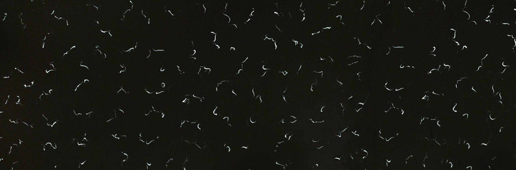 کورین فرمینو fo_527 black bird